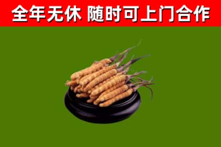 鹿邑回收冬虫夏草