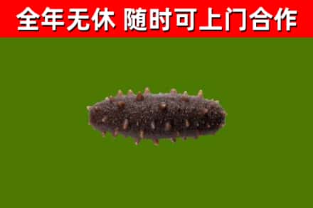鹿邑回收海参干